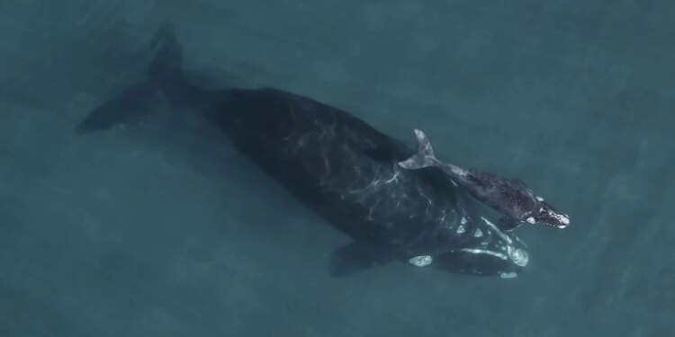 Temporada de ballenas y cuáles son las mejores opciones de avistaje en