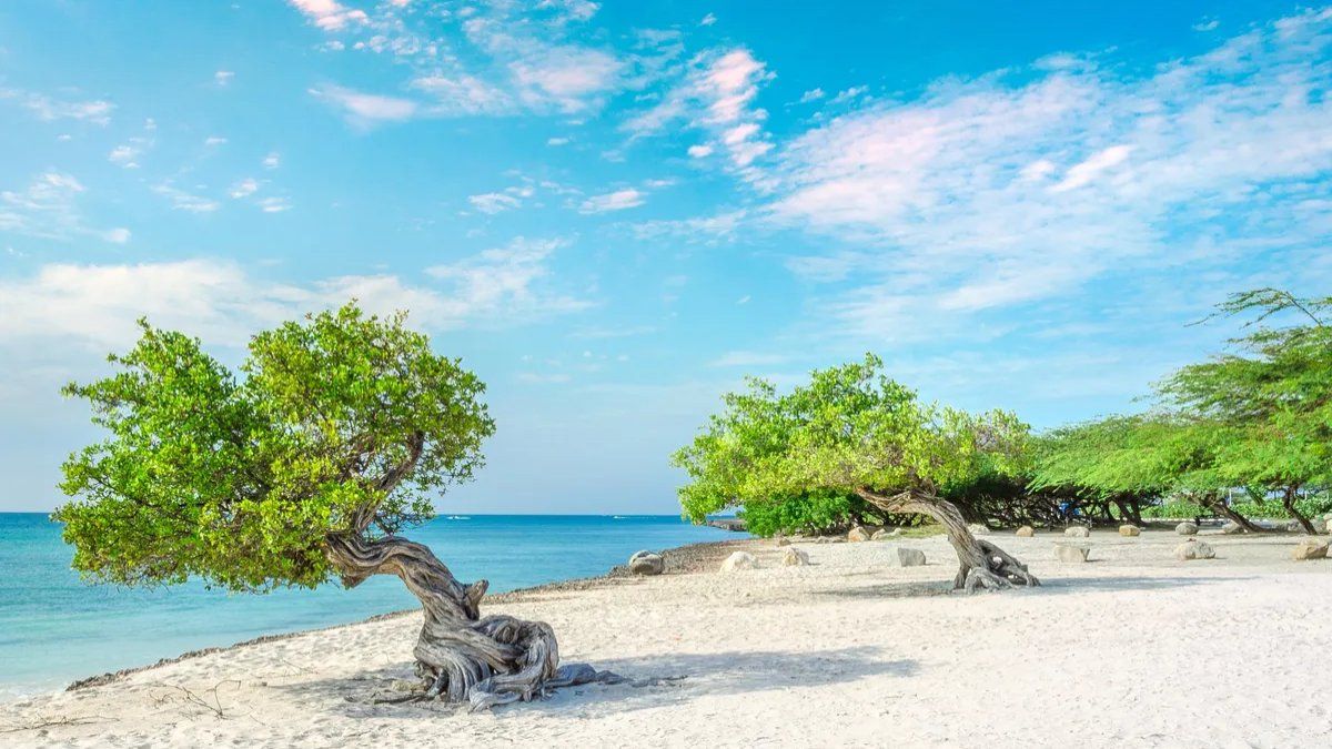 La playa con árboles elegida entre las mejores del mundo Dimension