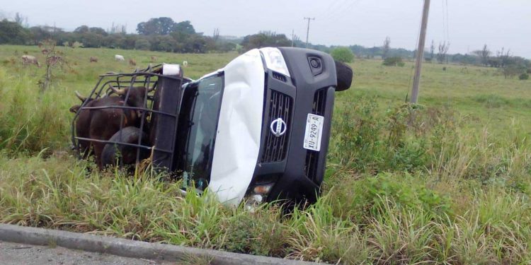 Camioneta sale del camino con todo y carga de ganado en Crucero de Mogoñé