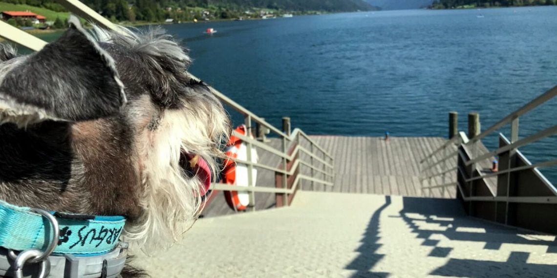 España es uno de los principales países desde donde viajan más animales