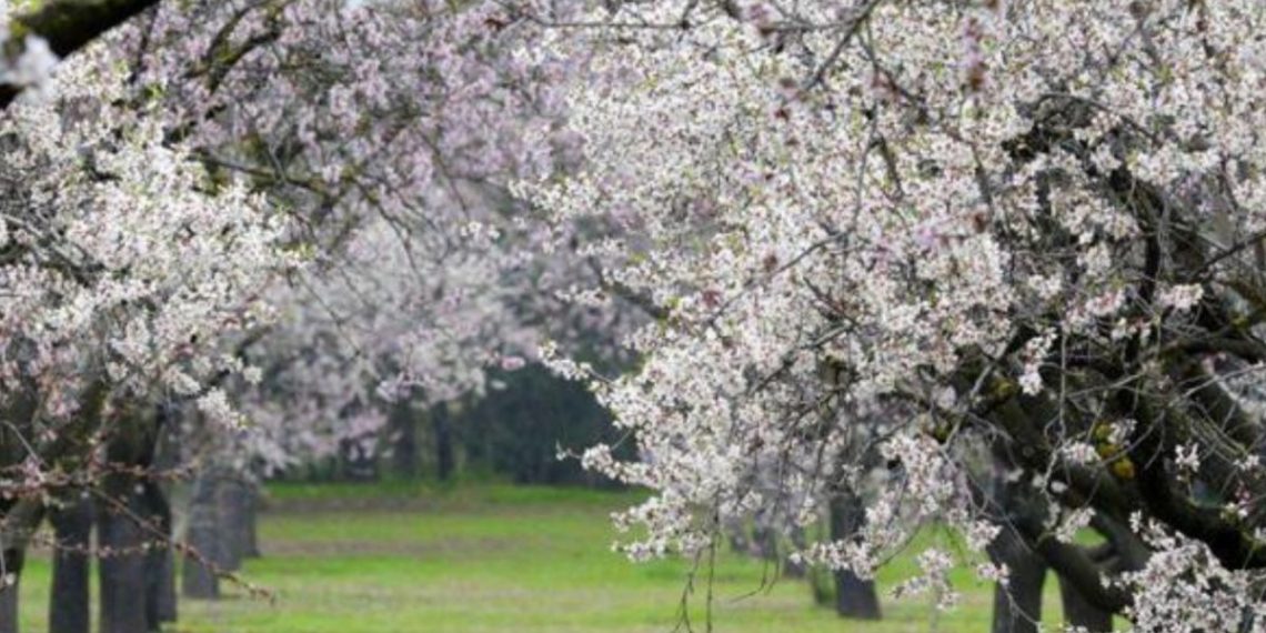 Los mejores lugares para disfrutar de los cerezos en flor