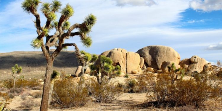 Joshua Tree National Park