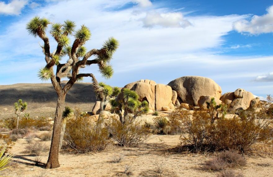 Joshua Tree National Park