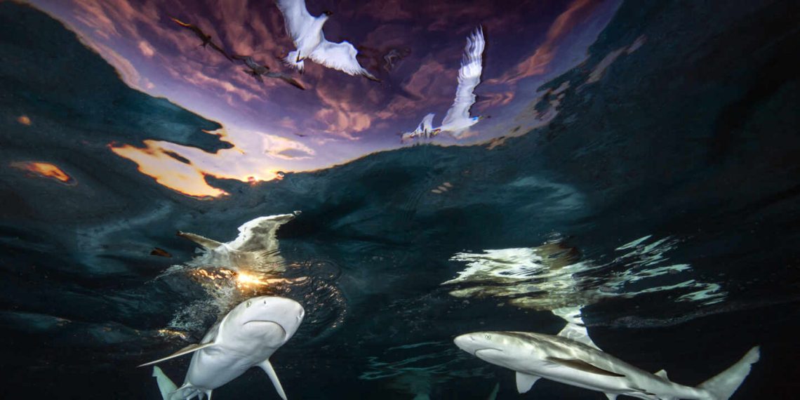 las mejores imágenes de los océanos de 2021