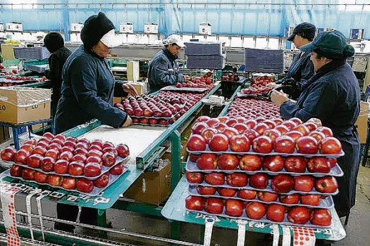 ¿Por qué la manzana chilena vale más que la argentina?