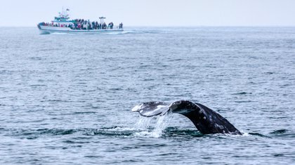 Es recomendable aventurarse en un viaje en barco en lugar de verlas desde la orilla (Shutterstock.com)