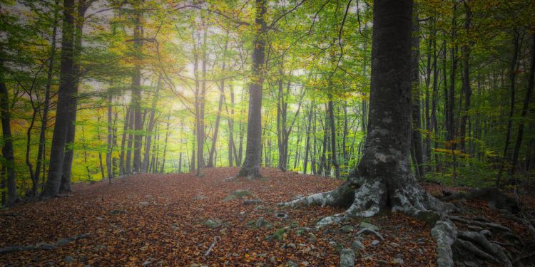 Foto: Foto: iStock