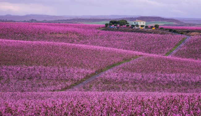 Aitona se tiñe de rosa con la llegada de la primavera