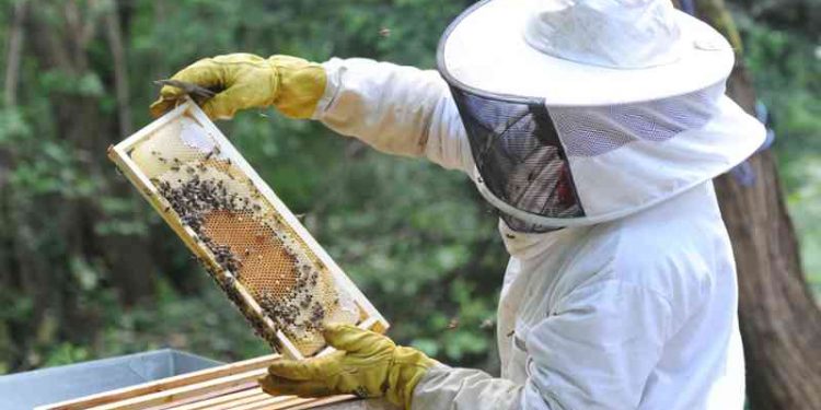 Apicultores enfrentan complejo panorama | NTR Zacatecas .com