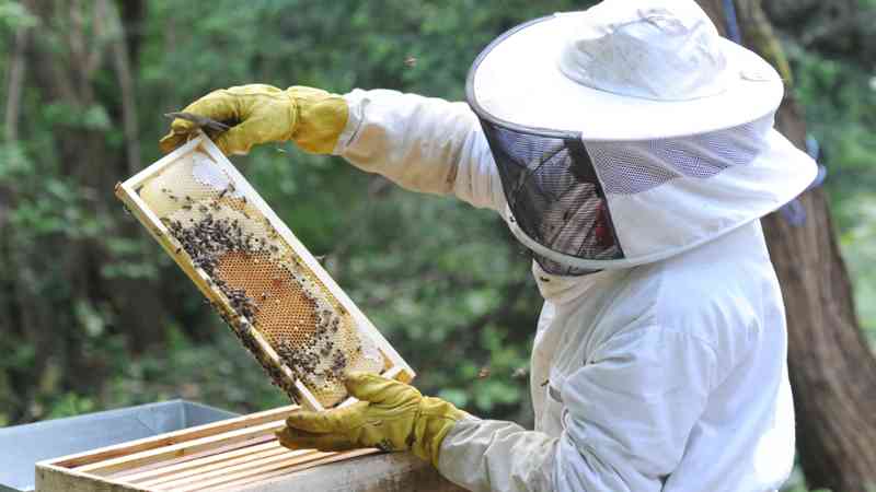Apicultores enfrentan complejo panorama | NTR Zacatecas .com