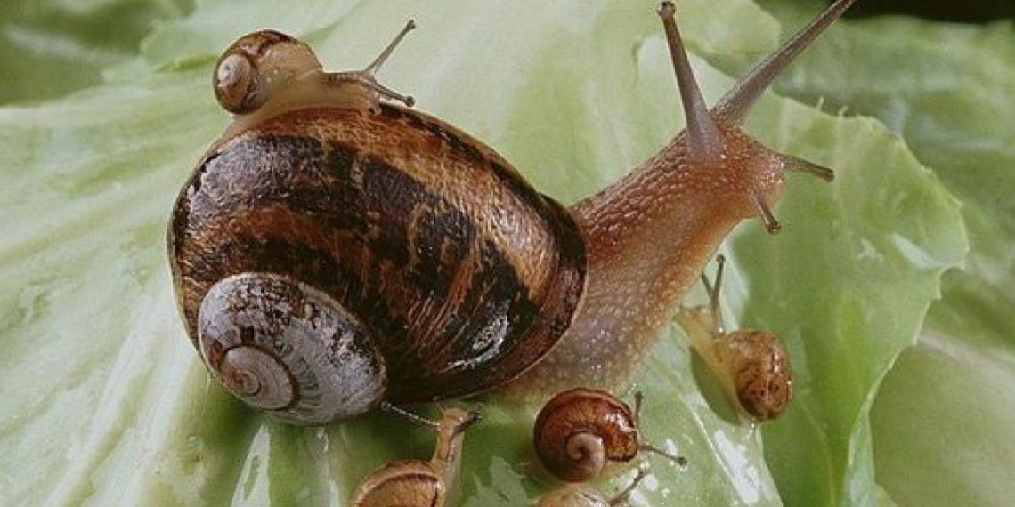 Caracoles, un delicioso platillo prehispánico