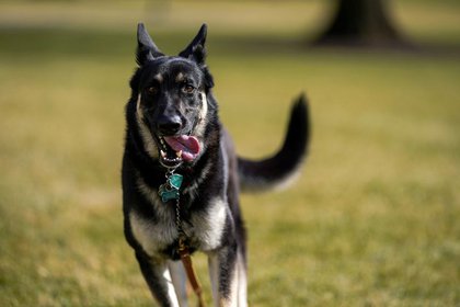 Foto de archivo. Major, una de las mascotas del presidente  Joe Biden explora South Lawn después de su llegada a la Casa Blanca. Foto tomada el 24 de enero de 2021. Adam Schultz/White House/Handout via REUTERS.