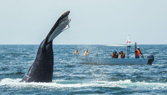 Cinco razones para no perderse el avistamiento de ballenas en Riviera Nayarit