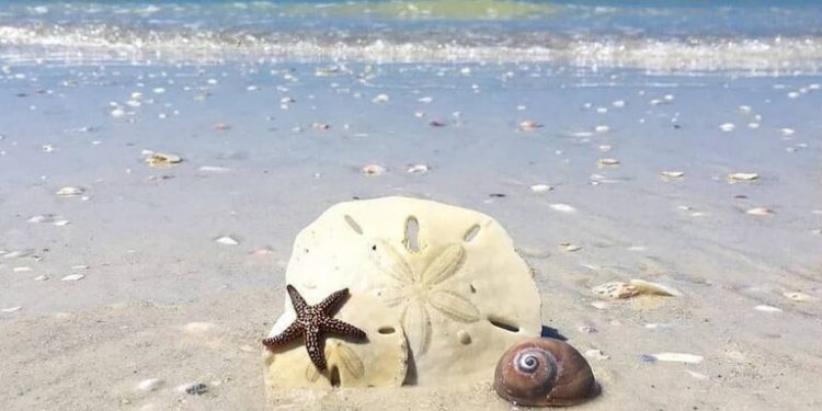 El portal resalta la riqueza coralina de la costa de Florida   Foto: Instagram @saintpetebeach