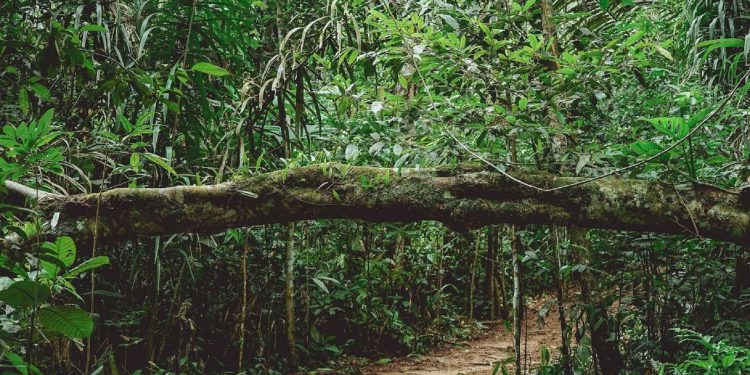 El Amazonas colombiano tiene uno de los mejores hoteles del mundo