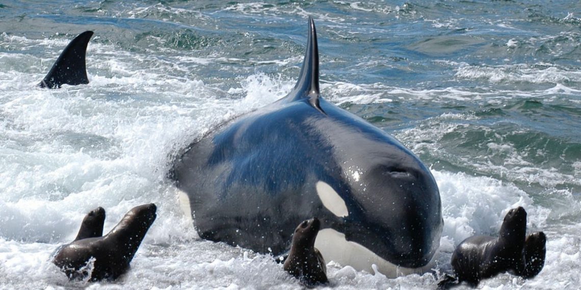 Es temporada de orcas en Puerto Madryn y as podras armar tu viaje