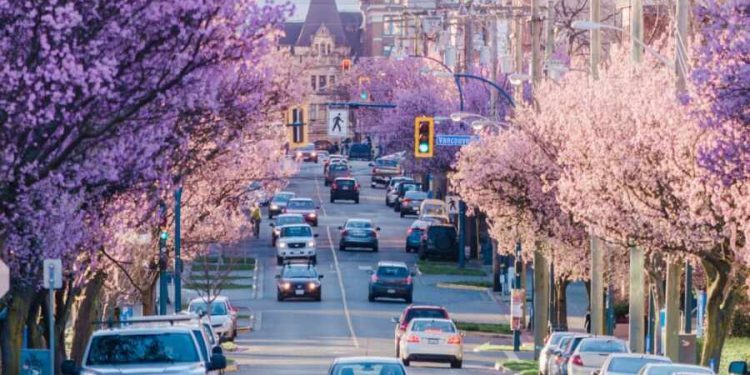 Los mejores lugares de Canadá para ver la flor de cerezo en esta primavera