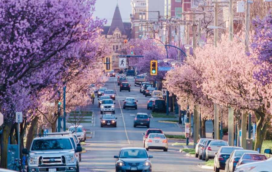 Los mejores lugares de Canadá para ver la flor de cerezo en esta primavera