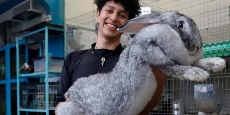 Mexicano cría a los conejos más grandes del mundo, ¡pesan 10 kilos y parecen perritos! (VIDEO)