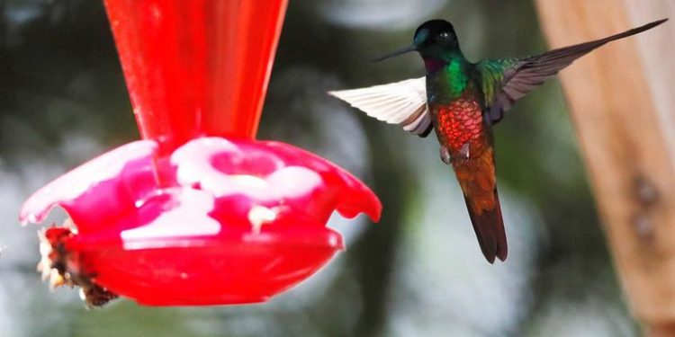 Monserrate, un rincón de Bogotá donde los colibríes trinan más fuerte - Viajes