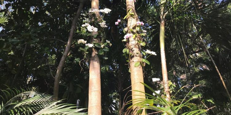Orquídeas en flor: la primavera estalla en el Jardín Botánico Fairchild