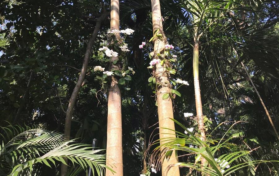 Orquídeas en flor: la primavera estalla en el Jardín Botánico Fairchild