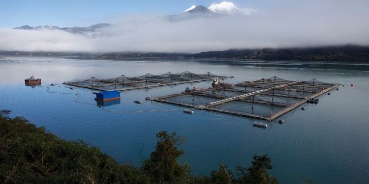 Pesca y mitilicultura mitigan baja del salmón en empresa acuícola