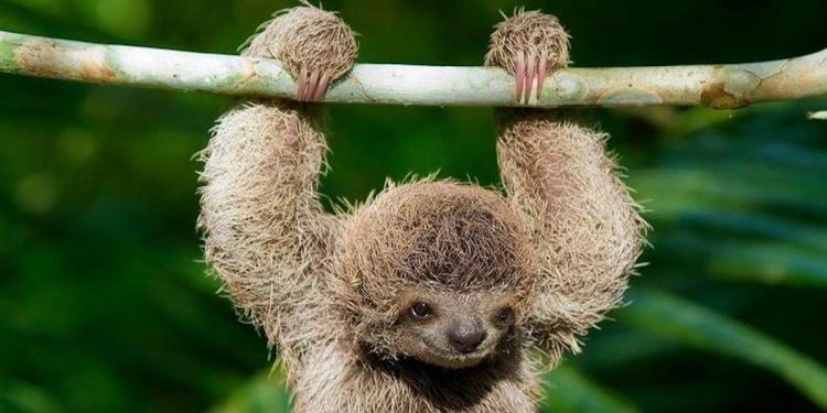 Prestigiosa guía de viajes mundial destaca a "tierno perezoso" y a Costa Rica como destino de ensueño