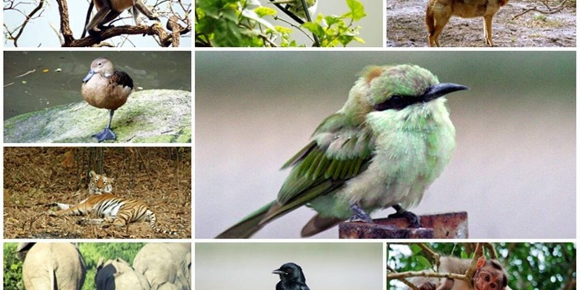 fauna silvestre