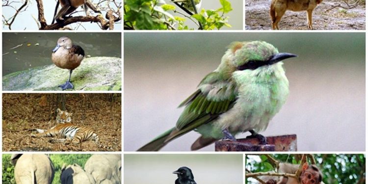 fauna silvestre