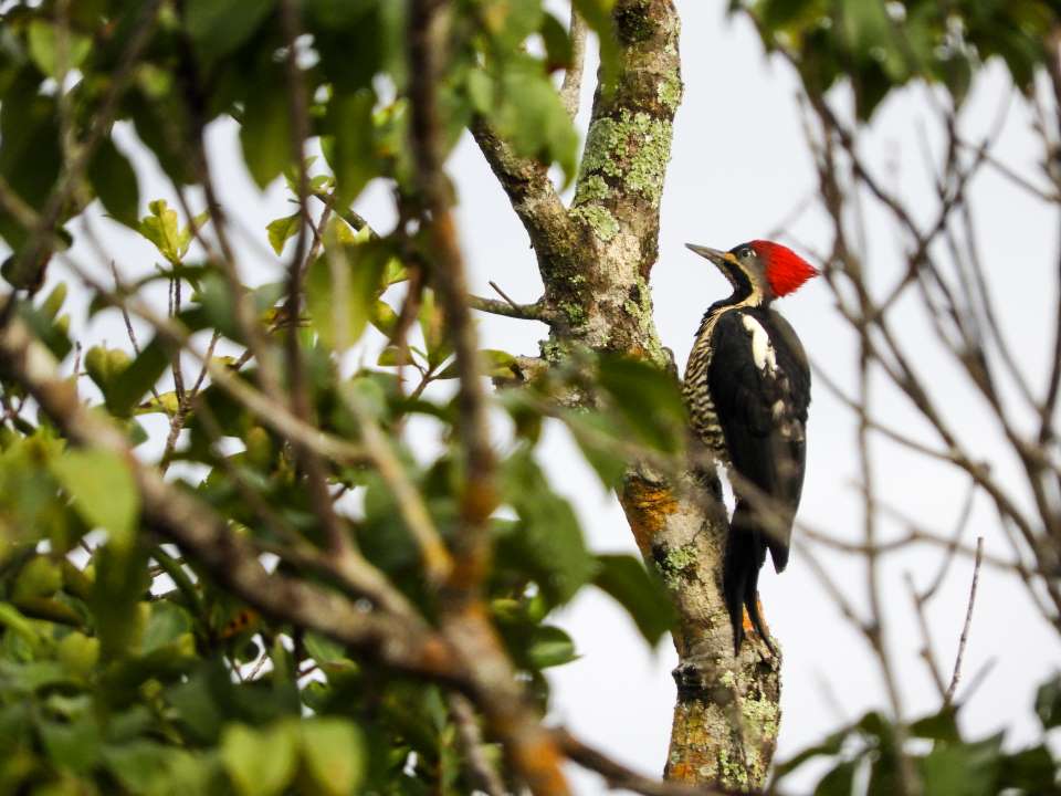 Colombia