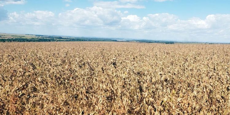 En el campo está nuestro sustento - Económico