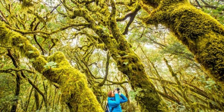Bosques de laurisilva en isla de La Gomera