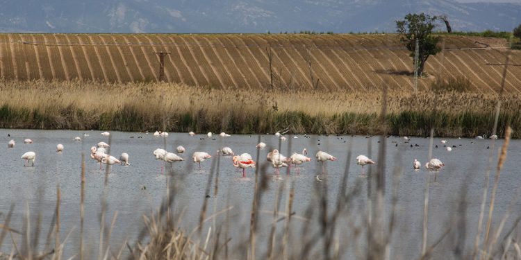 La laguna de Navaseca y los mejores observatorios de aves migratorias en Ciudad Real - Lanza Digital