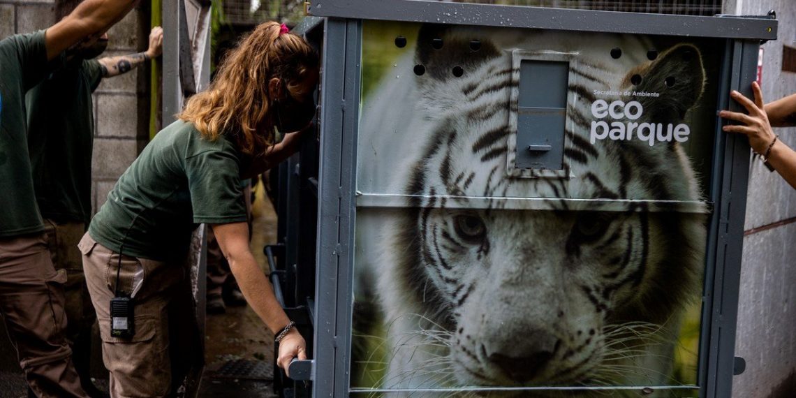 Los tigres blancos del Ecoparque emprendieron su viaje a un santuario de los Estados Unidos