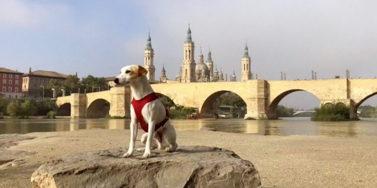 Los viajes de Pipper, el perro turista que se volvió “influencer” – Telemundo El Paso (48)