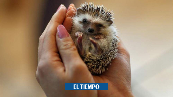 ¿Cuál es la mejor mascota para tener en casa que no sea perro ni gato? - Mascotas - Vida