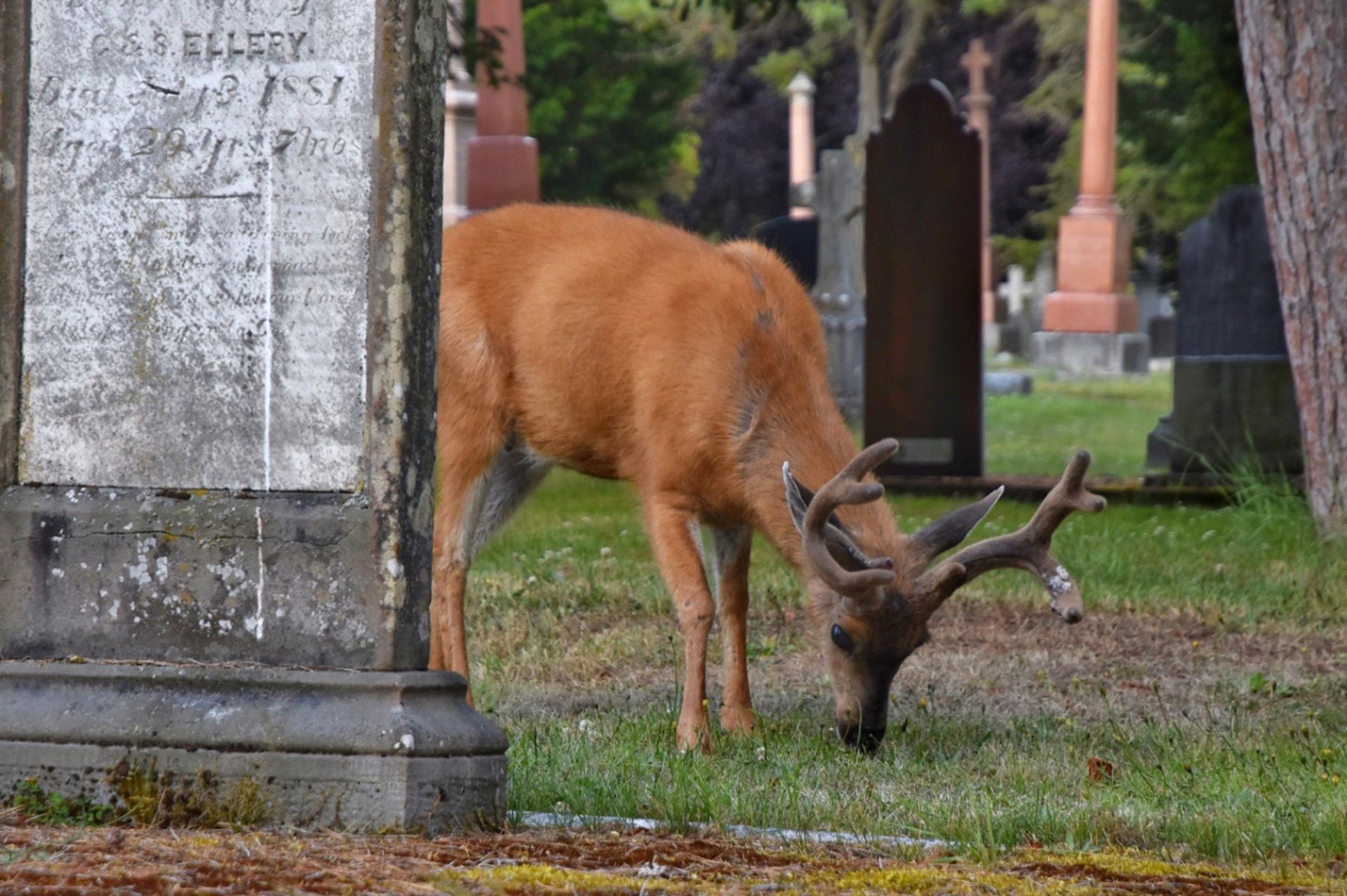 El cementerio de Victoria, Canadá.
