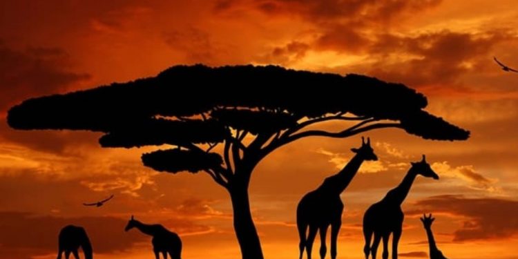 5 países para conocer África en tus vacaciones