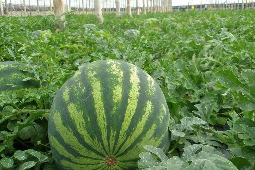 Cómo elegir las mejores sandías del súper, una fruta muy sana y baja en calorías