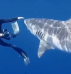 Andriana Fragola extiende su mano para alcanzar un tiburón