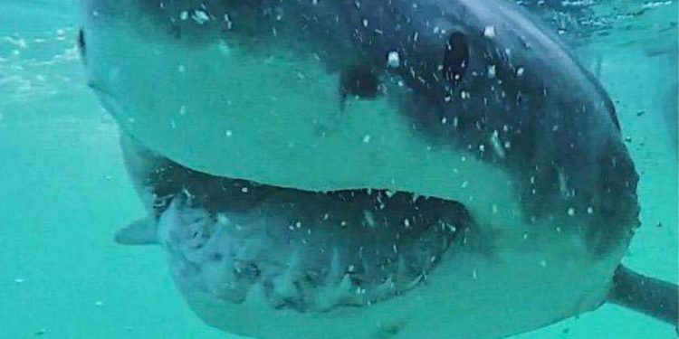 Los tiburones usan los campos magnéticos de la tierra para viajar distancias increíblemente largas