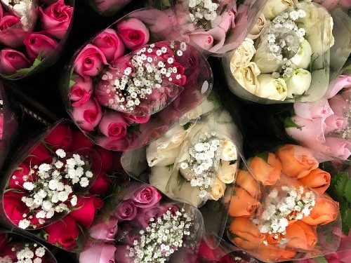 Rosas sanjuaneras de Guatemala llegarán a ciudades estadounidenses