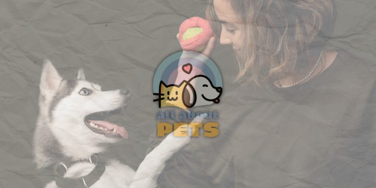 Nuestras marcas mexicanas favoritas de accesorios para mascotas