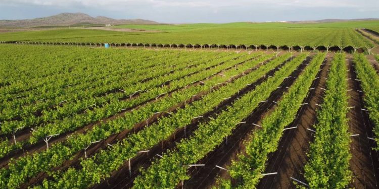Producción y exportación de uvas de mesa van en aumento en Ecuador | Economía | Noticias