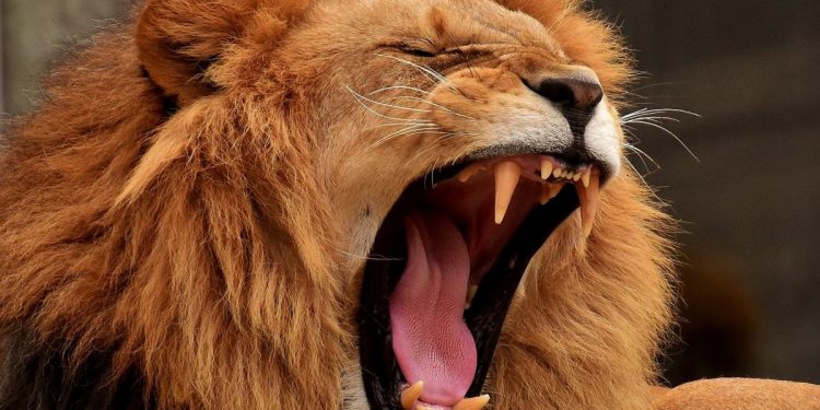 Sudáfrica prohibirá cazar leones en cautiverio