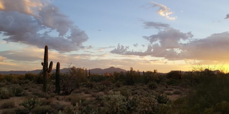 Saguaro