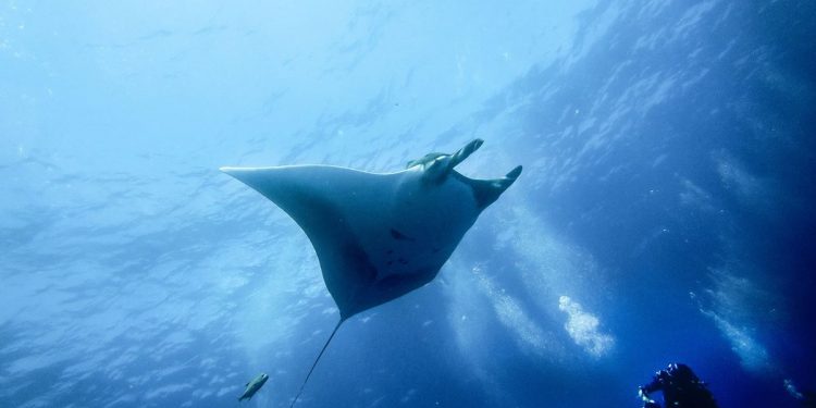 paraíso natural Colimense – El Financiero