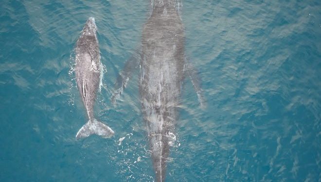 Iván Macías Ballenas Los Cabos