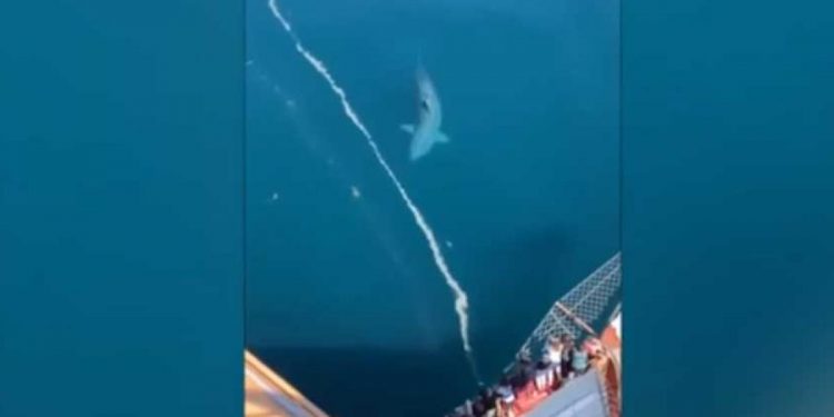 Aterra tiburón gigante a pasajeros de un crucero (VIDEO)